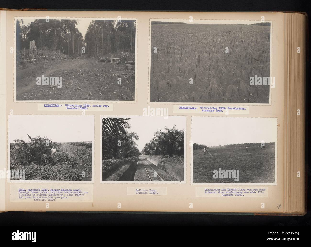 Expansion on Pernantian, Emma and AEK Korsik, 1938-1939, Anonymous, 1938 - 1939 photograph Leaf with four photos of Boskap, extraction and breeding beds on Pernantian, planting and railway on Emma and extraction by 'Wiedvrouwen' on AEK Korsik, 1938-1939. With labels with captions under the photos. Part of the photo album about the Pernantian and Brussels plantations of the Sumatra Caoutchouc Maatschappij on the east coast of Sumatra in the years 1935-1939. Sumatra photographic support. cardboard gelatin silver print plantation. (non-fruit) products of plants or trees: palm oil. (non-fruit) pro Stock Photo