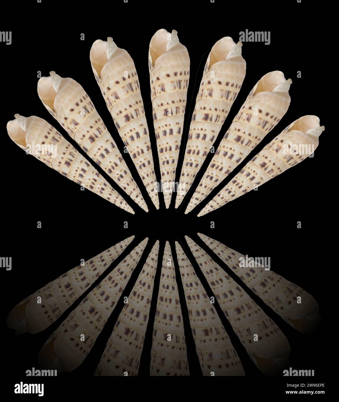 pointed sea shell on black background Stock Photo