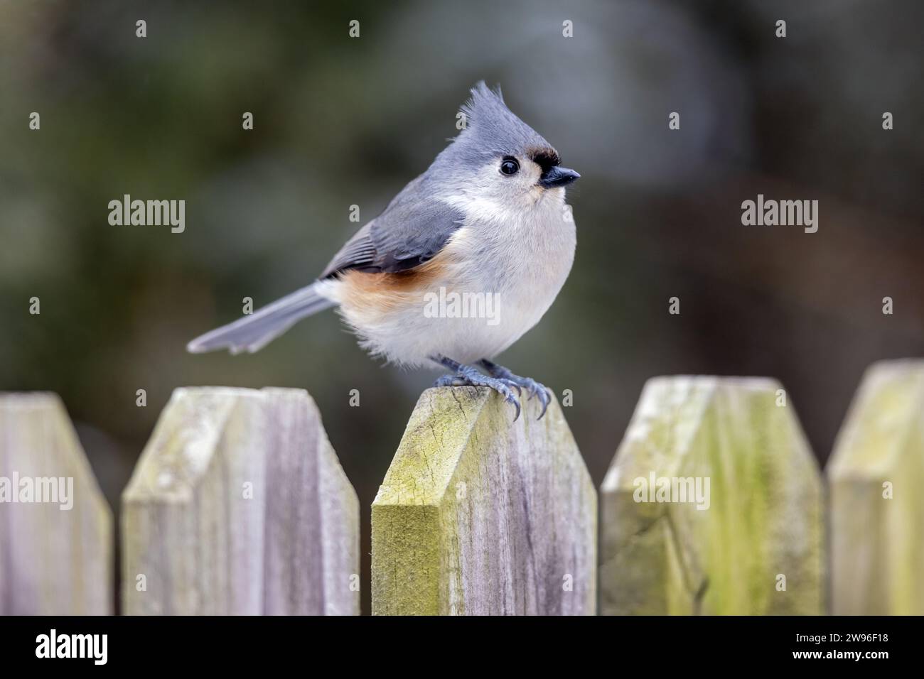Tufted Titmouse (Baeolophus bicolor) perched on a wooden picket fence in Iowa, USA during winter Stock Photo