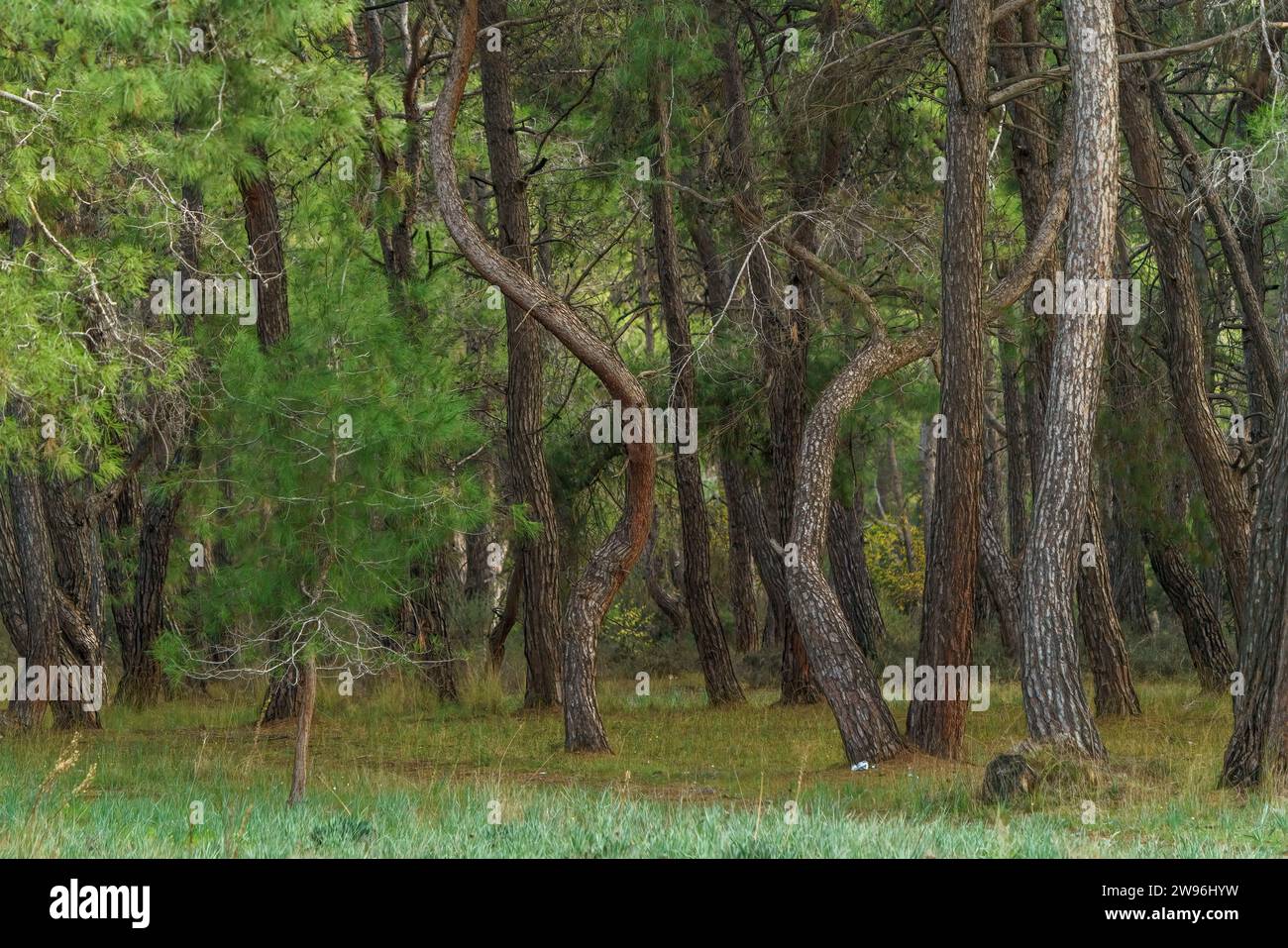 Trees in the forest and pine forests in Turkey. Various trees Stock Photo