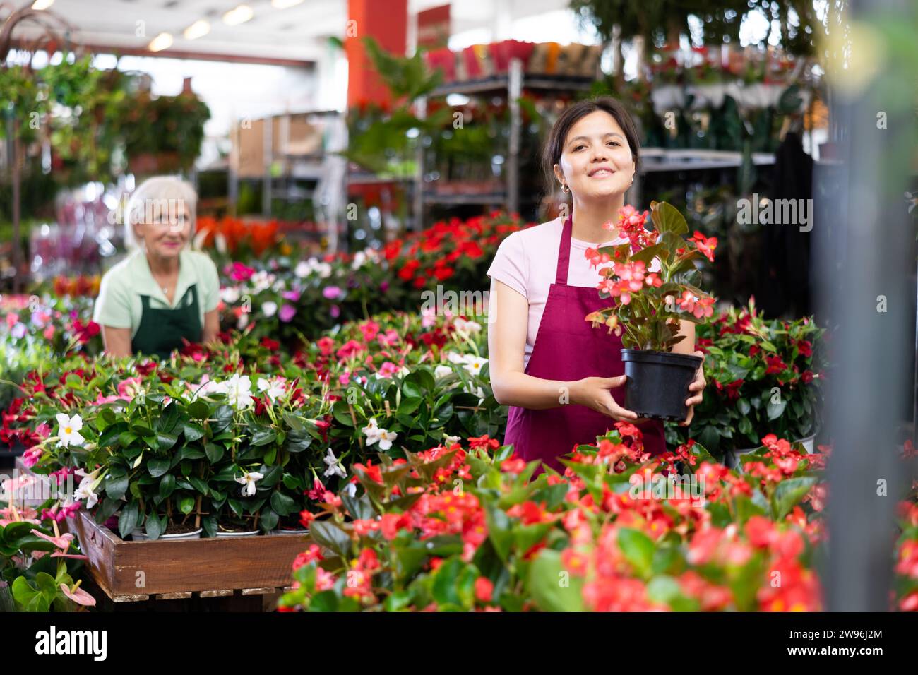 Smiling middle-aged saleswoman holding big begonia in flower pot in open-air plants market Stock Photo