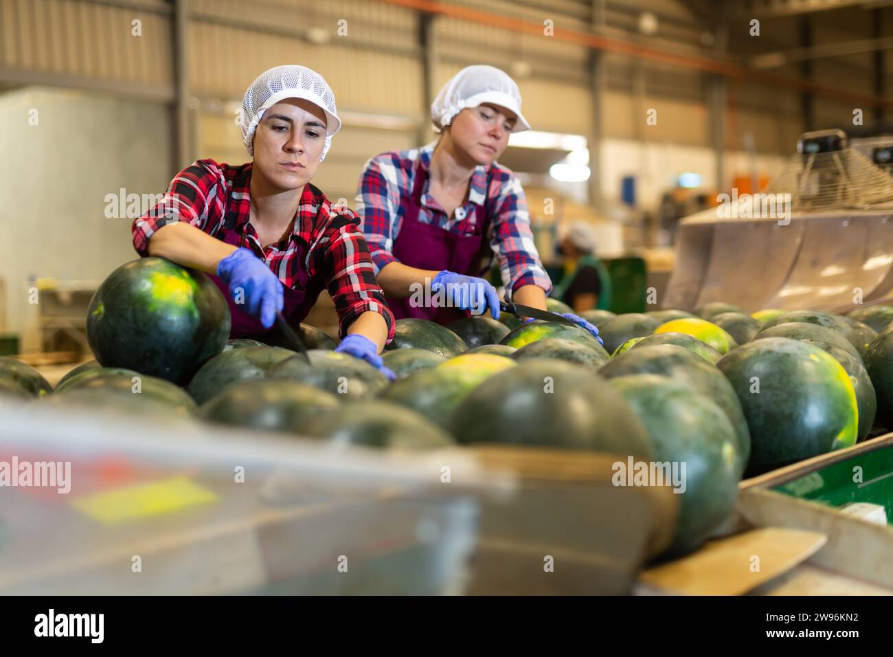 Line Loading Watermelons Women hardworking in agricultural facility, sorting watermelons at ...