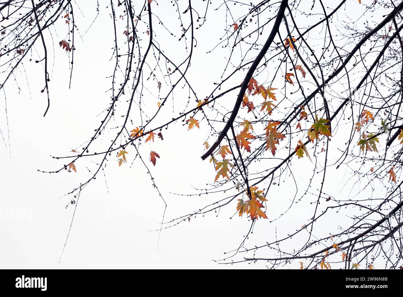 autumn leaves on a branch Stock Photo - Alamy