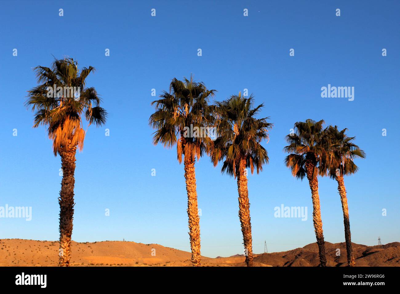 Palm Trees in the desert, clear blue sky, waterside palms Stock Photo