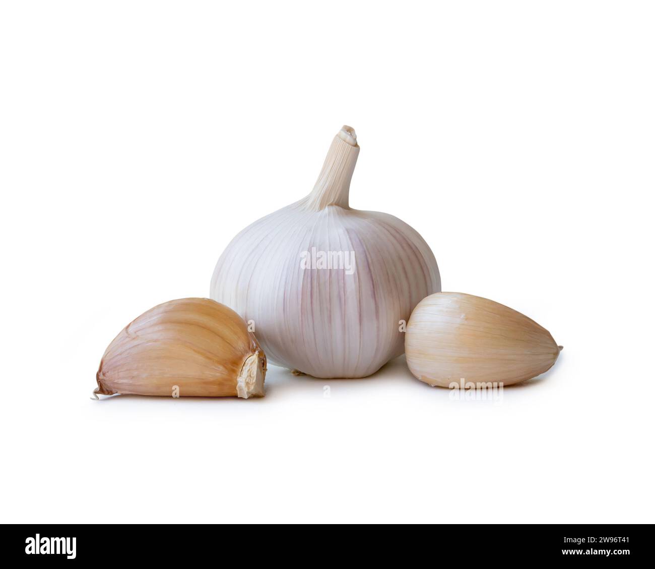 Single fresh white garlic bulb with segments is isolated on white background with clipping path, Thai herb is great for healing several severe disease Stock Photo