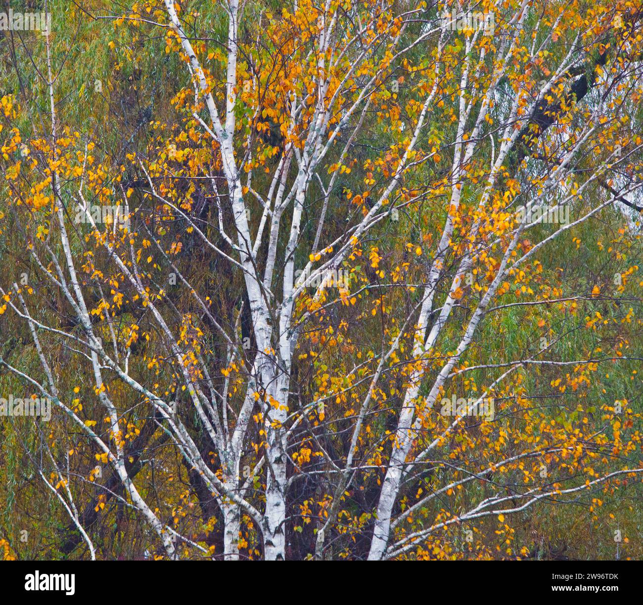 A beautiful of birch tree with stunning Full Colors photographed in for ...