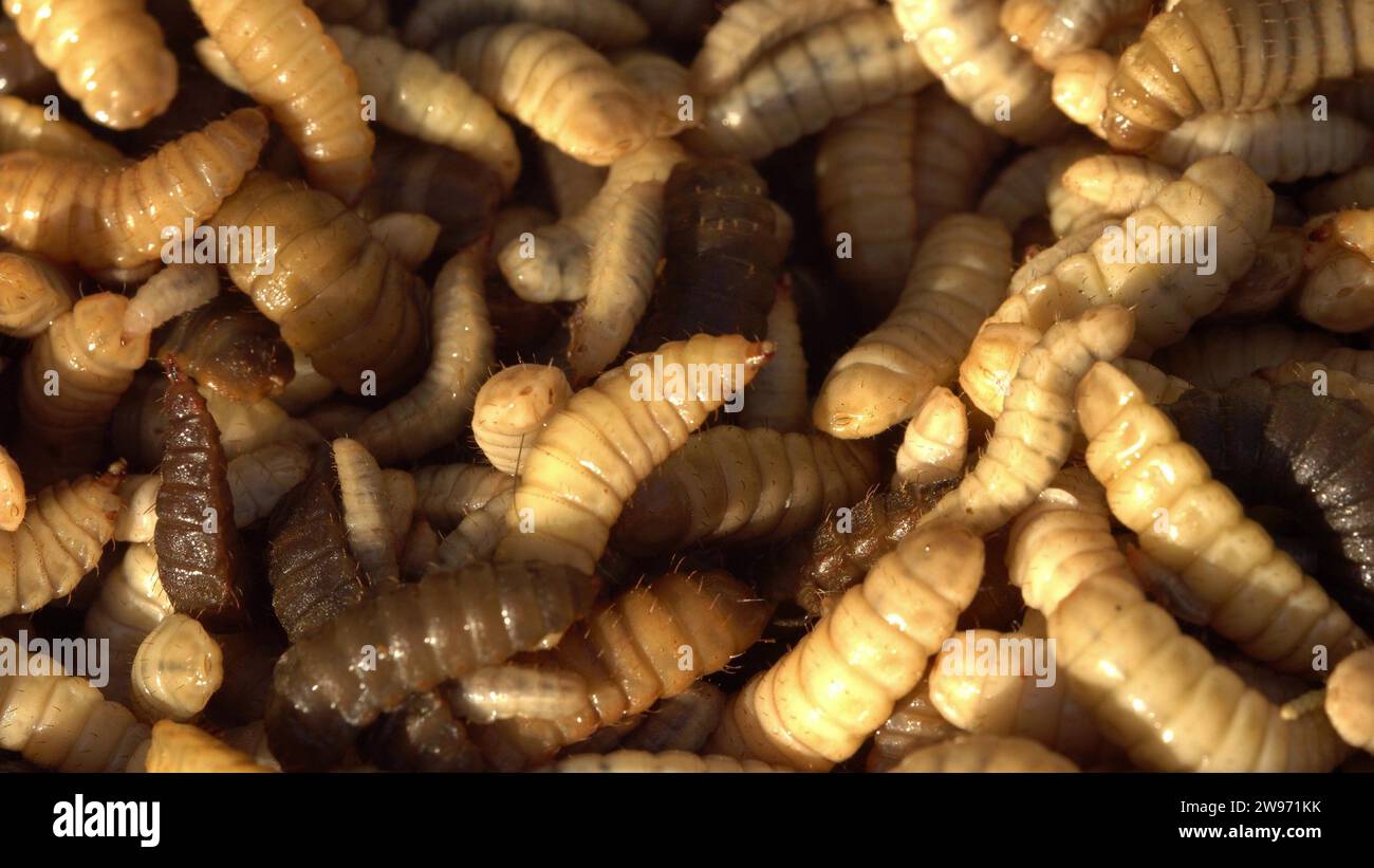 Black soldier fly larvae produced as animal feed. Hermetia illucens. Insect factory farm Stock Photo