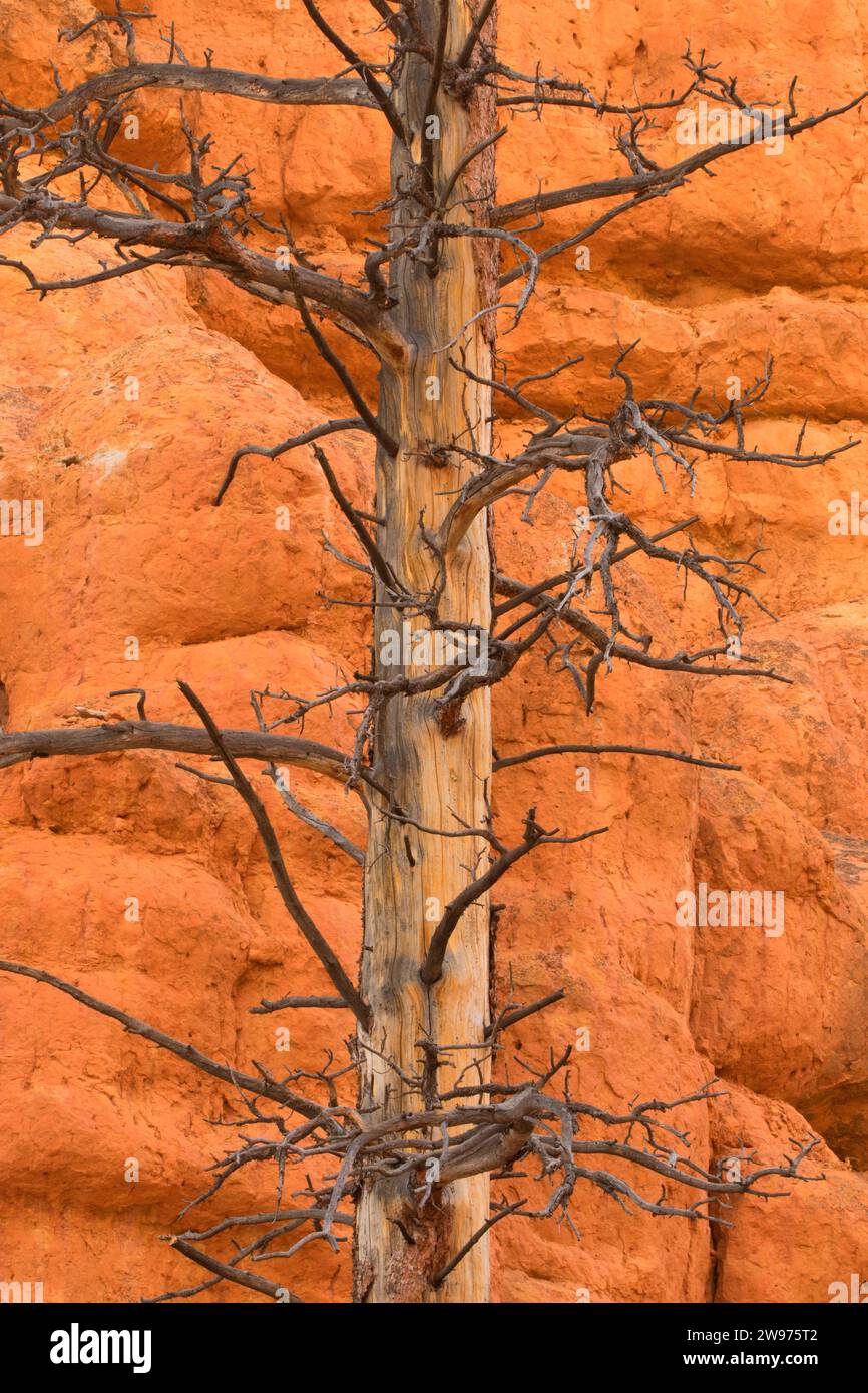 Pine snag along Birds Eye Trail, Dixie National Forest, Highway 12