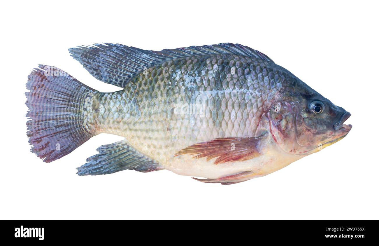 Fresh Nile Tilapia or Pla nin in Thai, freshwater fish is isolated on white background with clipping path. Stock Photo