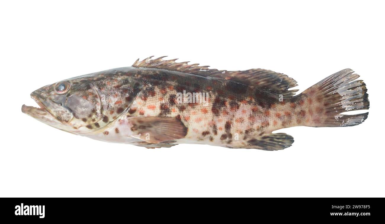 Fresh red spot grouper is isolated on white background with clipping path. Close up photo of biig sea fish Stock Photo