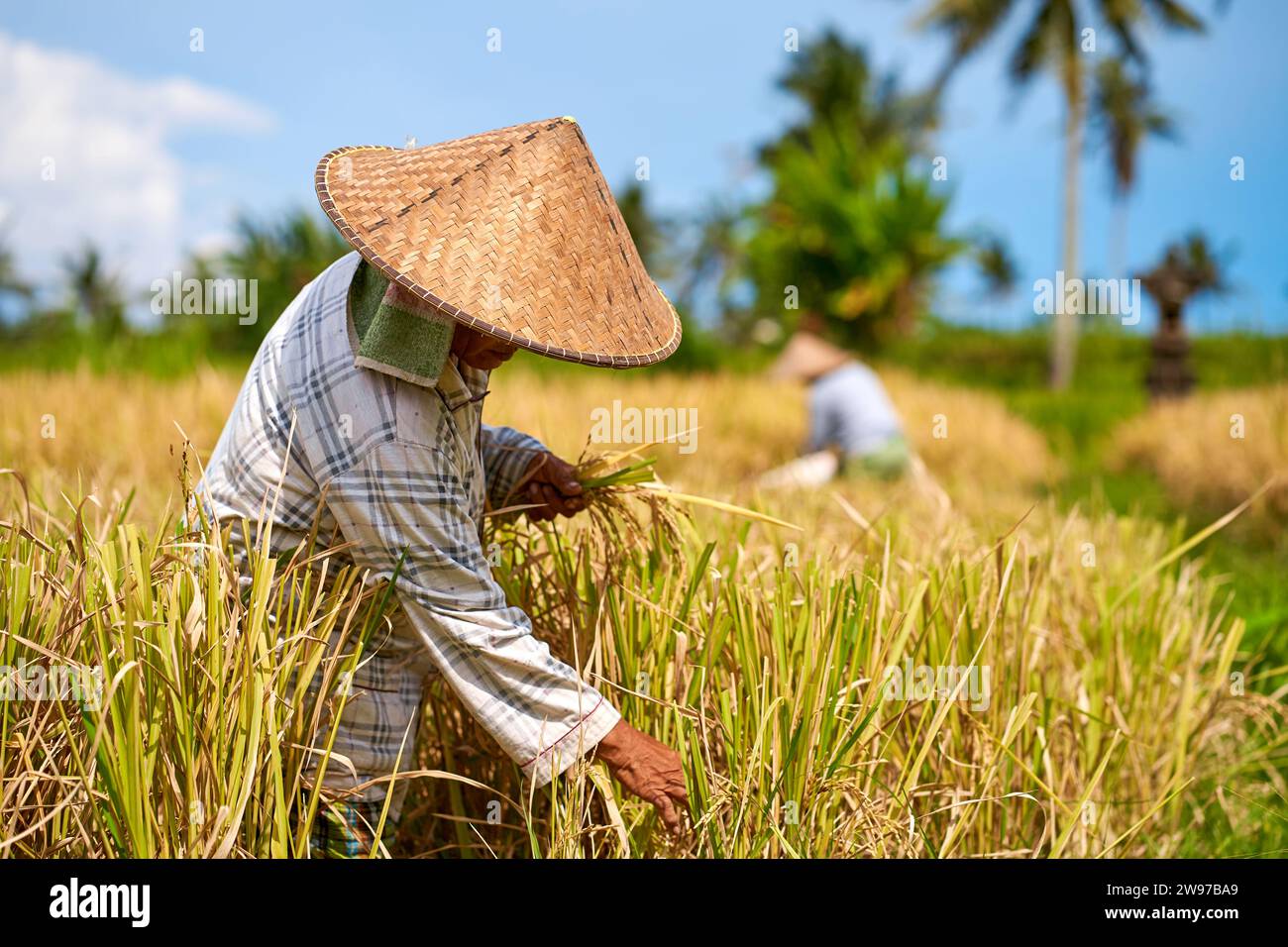 Emotional portrait of an Asian farmer wearing a straw hat and holding a ...