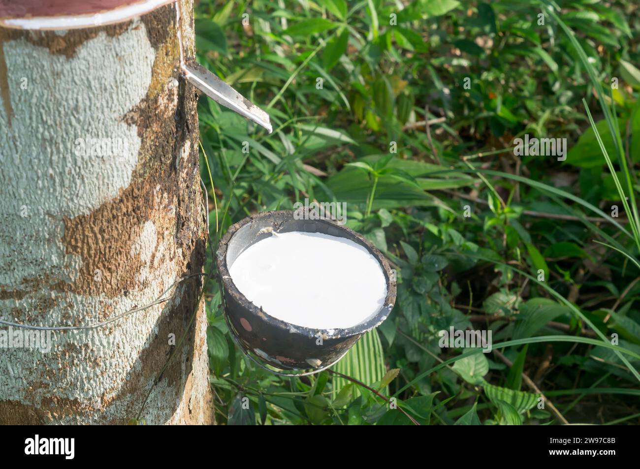Plastic bowl is full of natural rubber latex tapped or extracted from