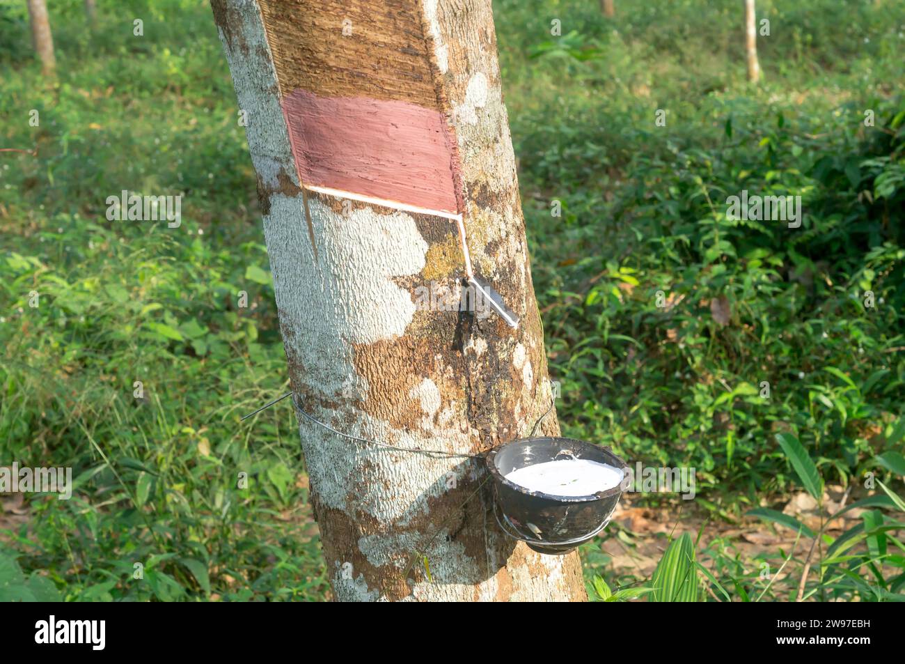 Rubber tree is providing great yield of natural rubber latex tapped or extracted from rubber tree in rubber plantation in south of Thailand. Stock Photo