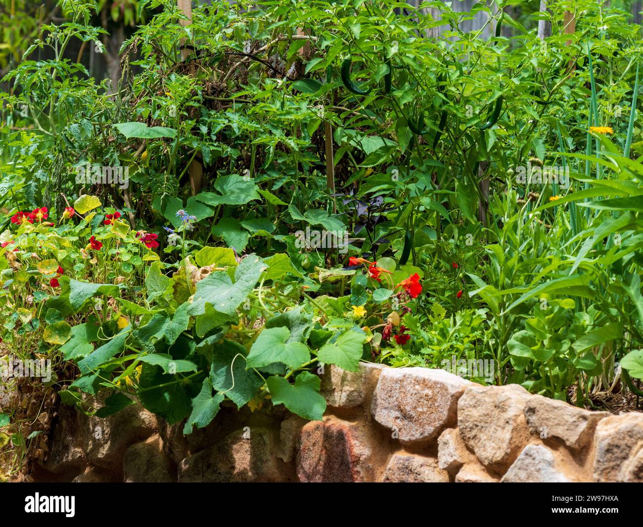 thriving green plants in a raised bed in an Australian vegetable garden