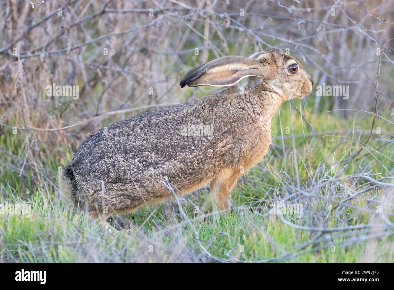 Black-tailed jackrabbit flattening its ears and crouching, both are ...