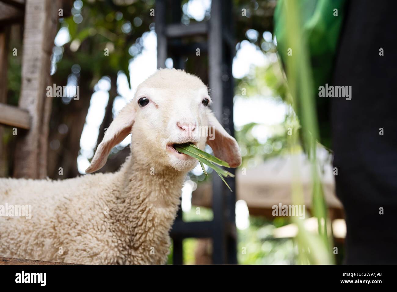 Funny lamb at petting zoo Stock Photo - Alamy