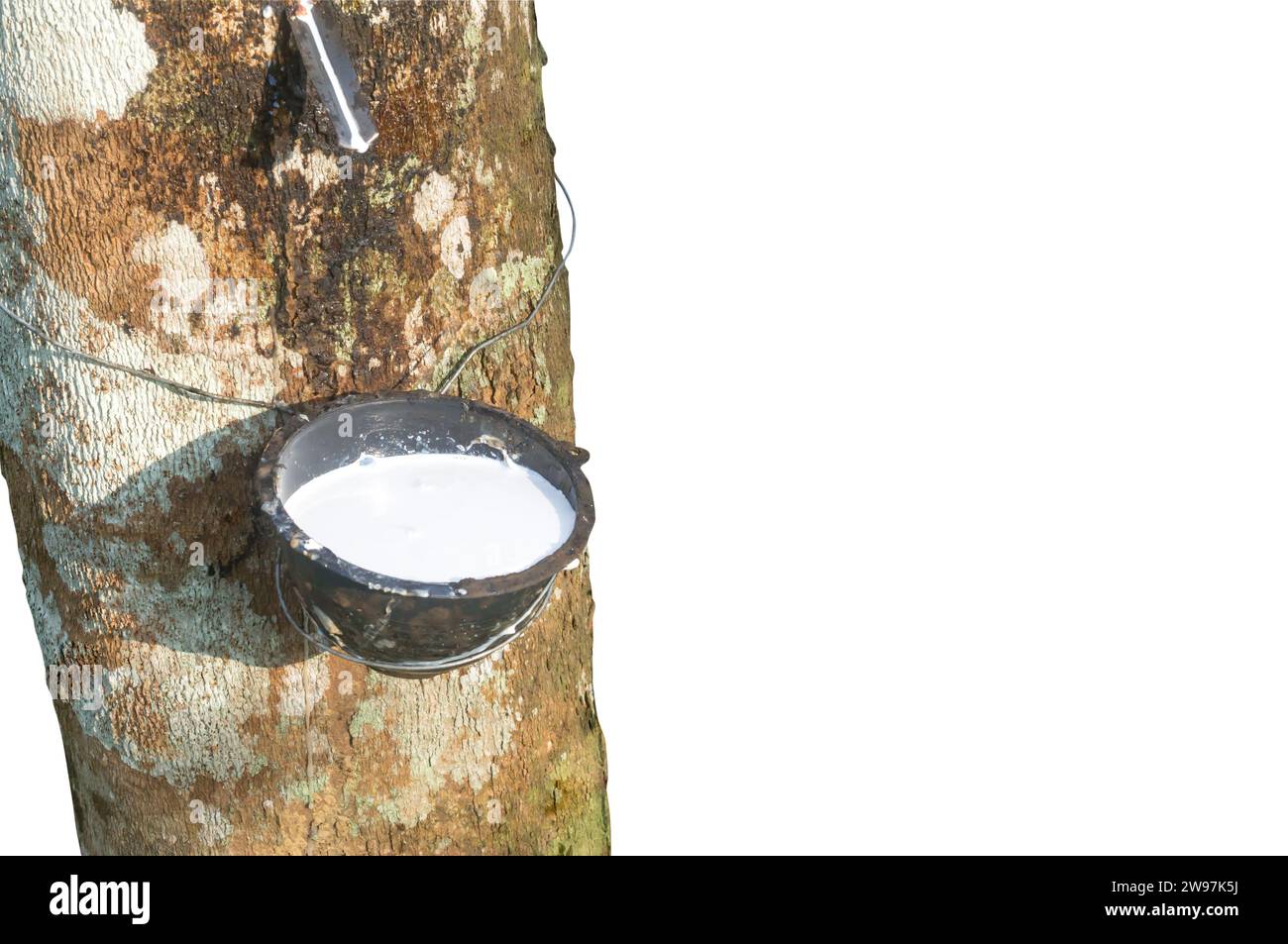 Rubber tree providing great yield of natural rubber latex tapped or extracted from rubber tree in rubber plantation in south of Thailand is isolated o Stock Photo