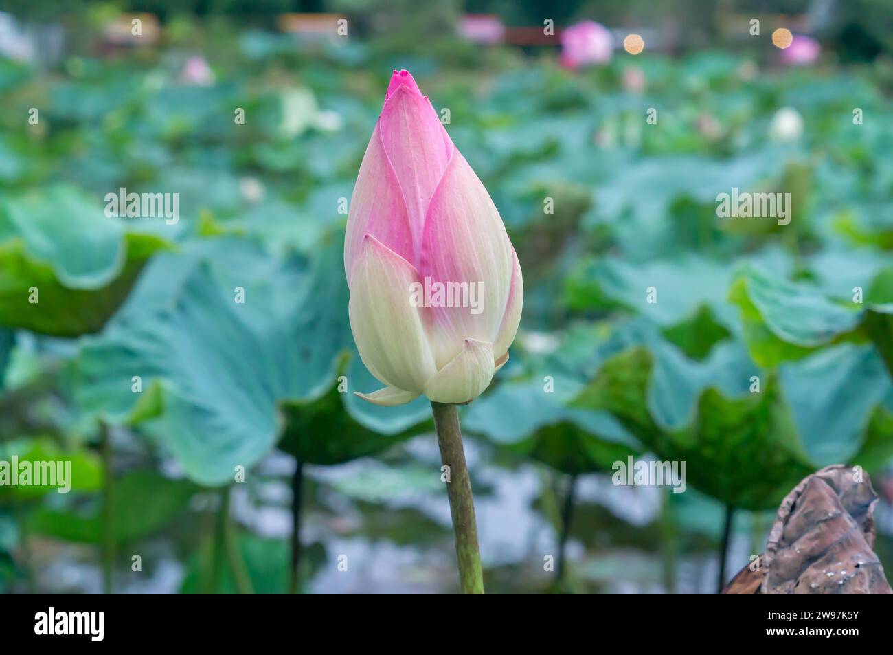 Single beautiful pink waterlily bud in natural pond was closely taken with blurred green leaves background in soft light. Big pink lotus bud or flower Stock Photo