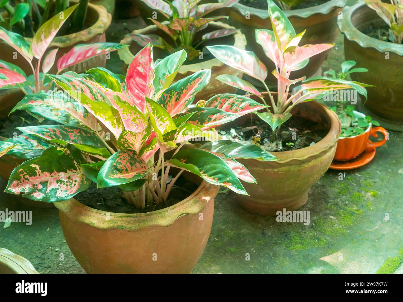 Aglaonema foliage in water jar or pot at home, Spring Snow Chinese Evergreen, Exotic tropical leaf, Chinese Evergreen background, plant house Stock Photo