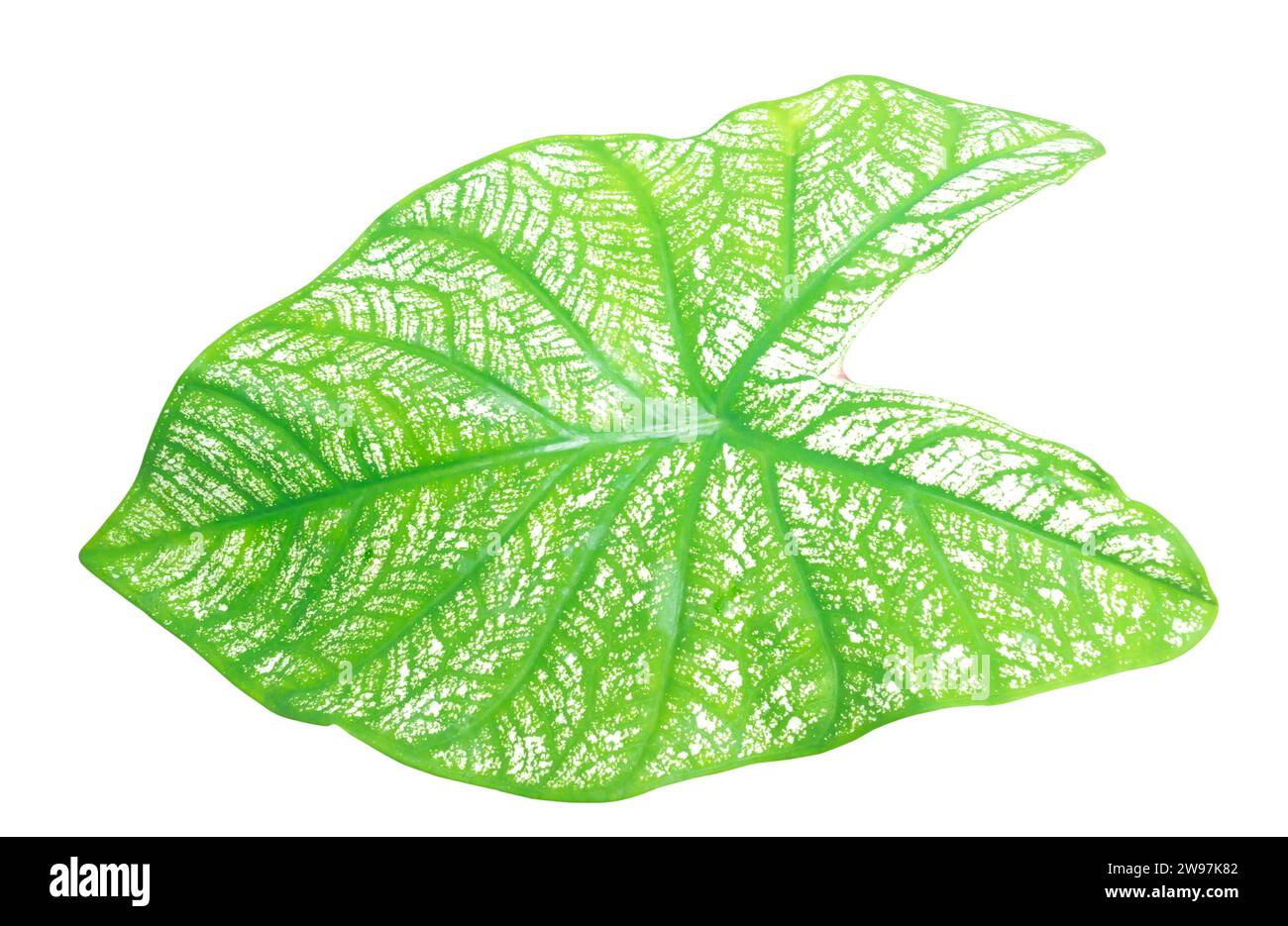 Close up and top view of fresh green caladium leaf with pattern is isolated on white background with clipping path. Stock Photo