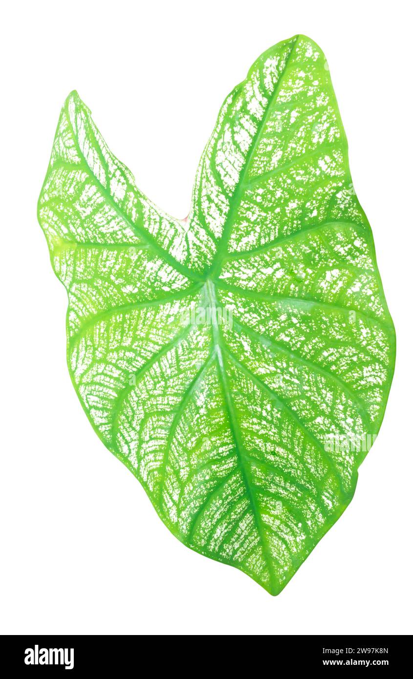 Close up and top view of fresh green caladium leaf with pattern is isolated on white background with clipping path. Stock Photo
