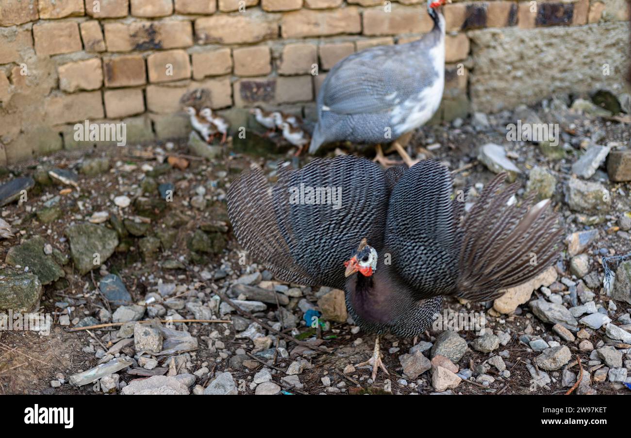 Angry guinea fowl hen spread wings to protect her chicks and attack the prey Stock Photo