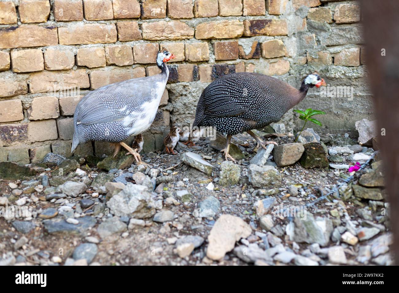 Guinea fowl hen with thier keets Stock Photo