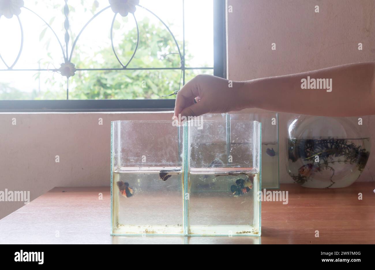 Child's hand is feeding little fish in small glass tank on wooden table with soft light from window in the morning. Stock Photo
