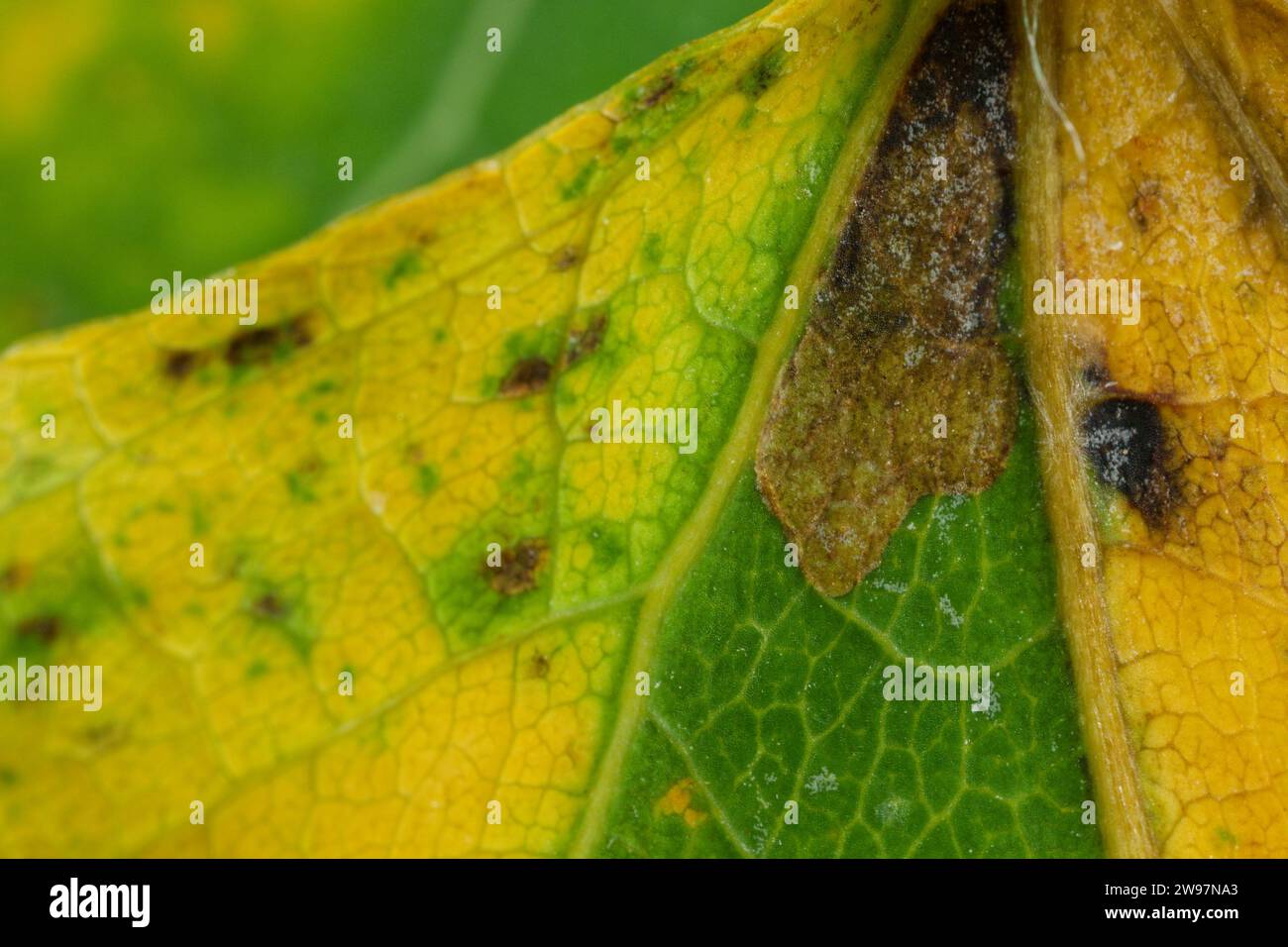 Virgin pigmy moth larva (Ectoedemia argyropeza) Stock Photo