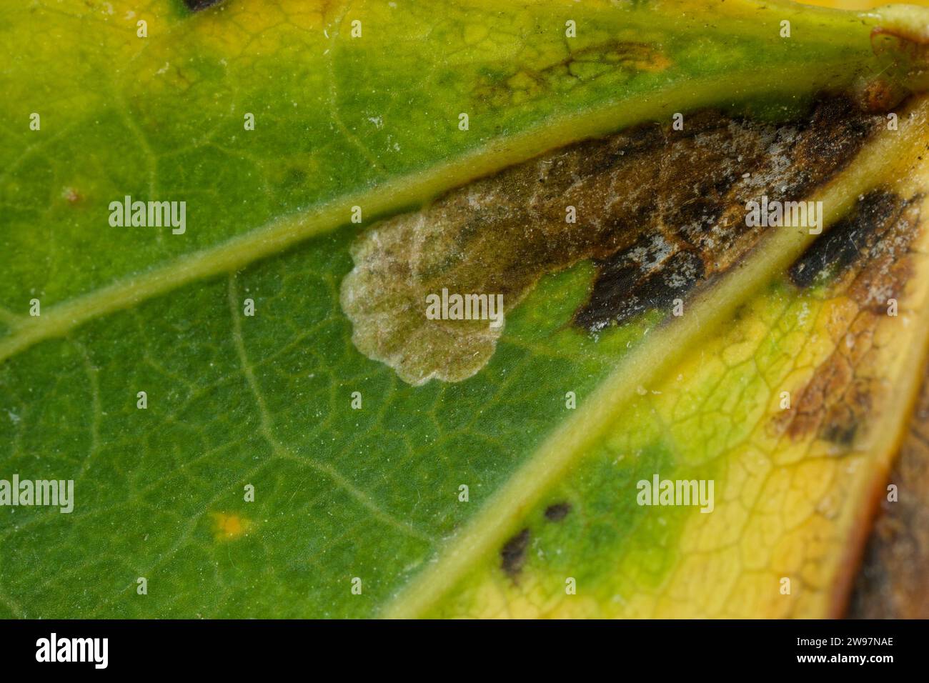 Virgin pigmy moth larva (Ectoedemia argyropeza) Stock Photo