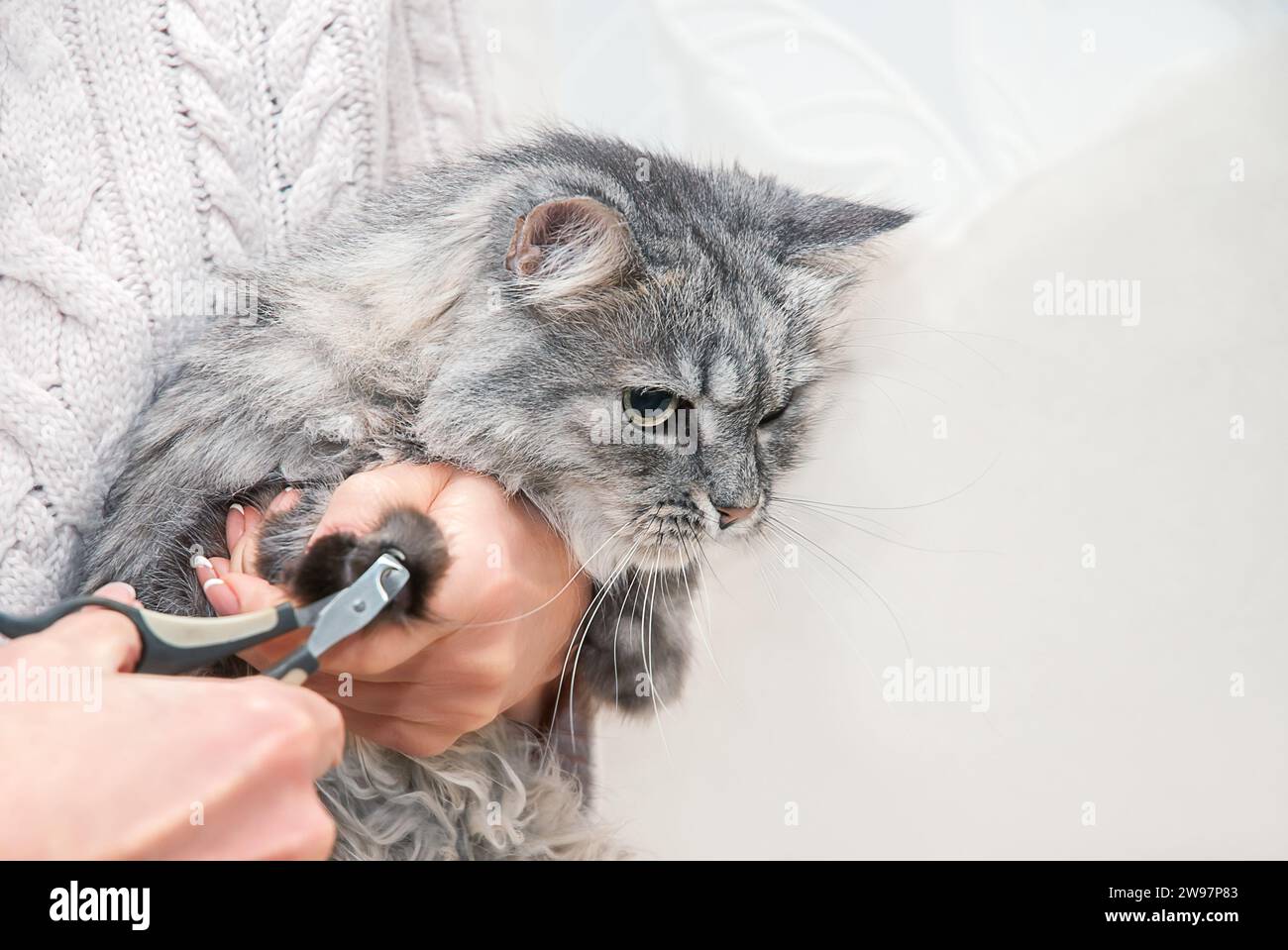 Woman trimming the claws of an adorable domestic cat Stock Photo - Alamy