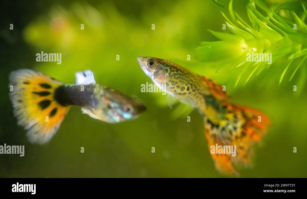 Several of guppy in aquarium. Selective focus with shallow depth of field. Stock Photo