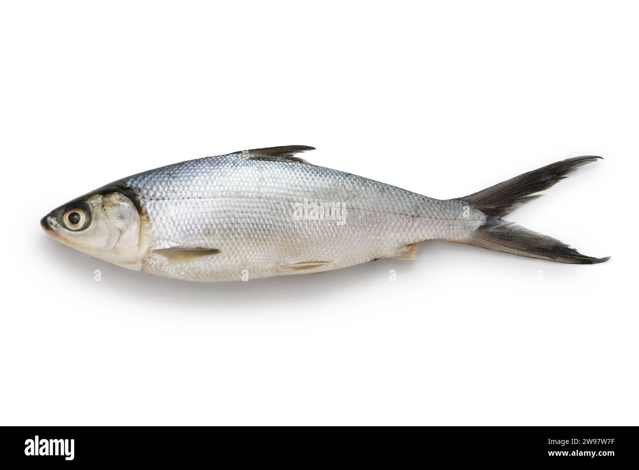 Milkfish is an important seafood in Southeast Asia as it is easily farmed. Stock Photo