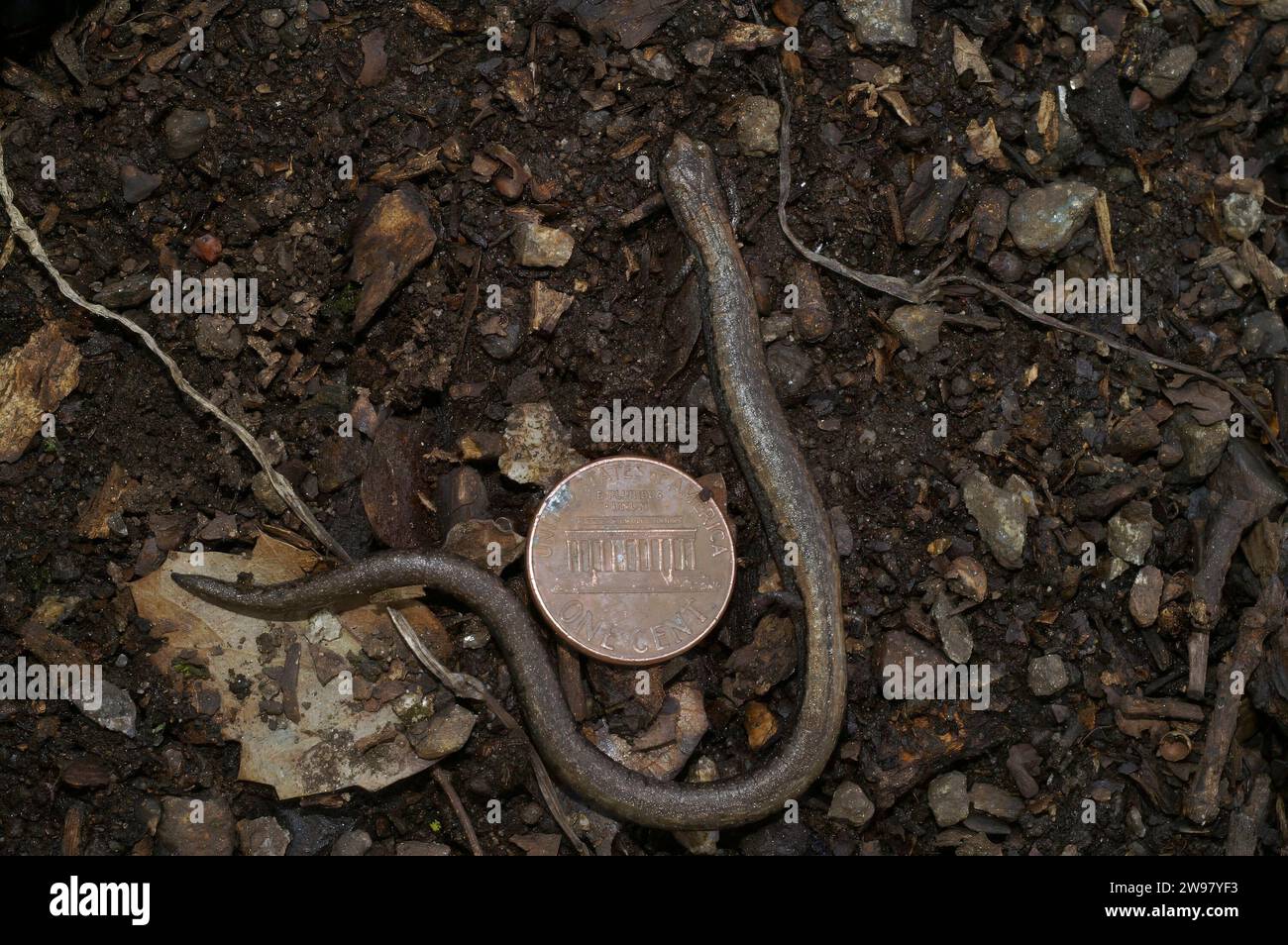 Wildlife coin hi-res stock photography and images - Alamy