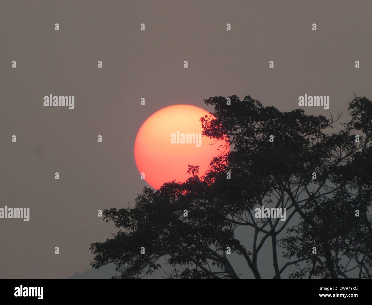 A breathtaking view of a majestic tree silhouetted against a stunning ...