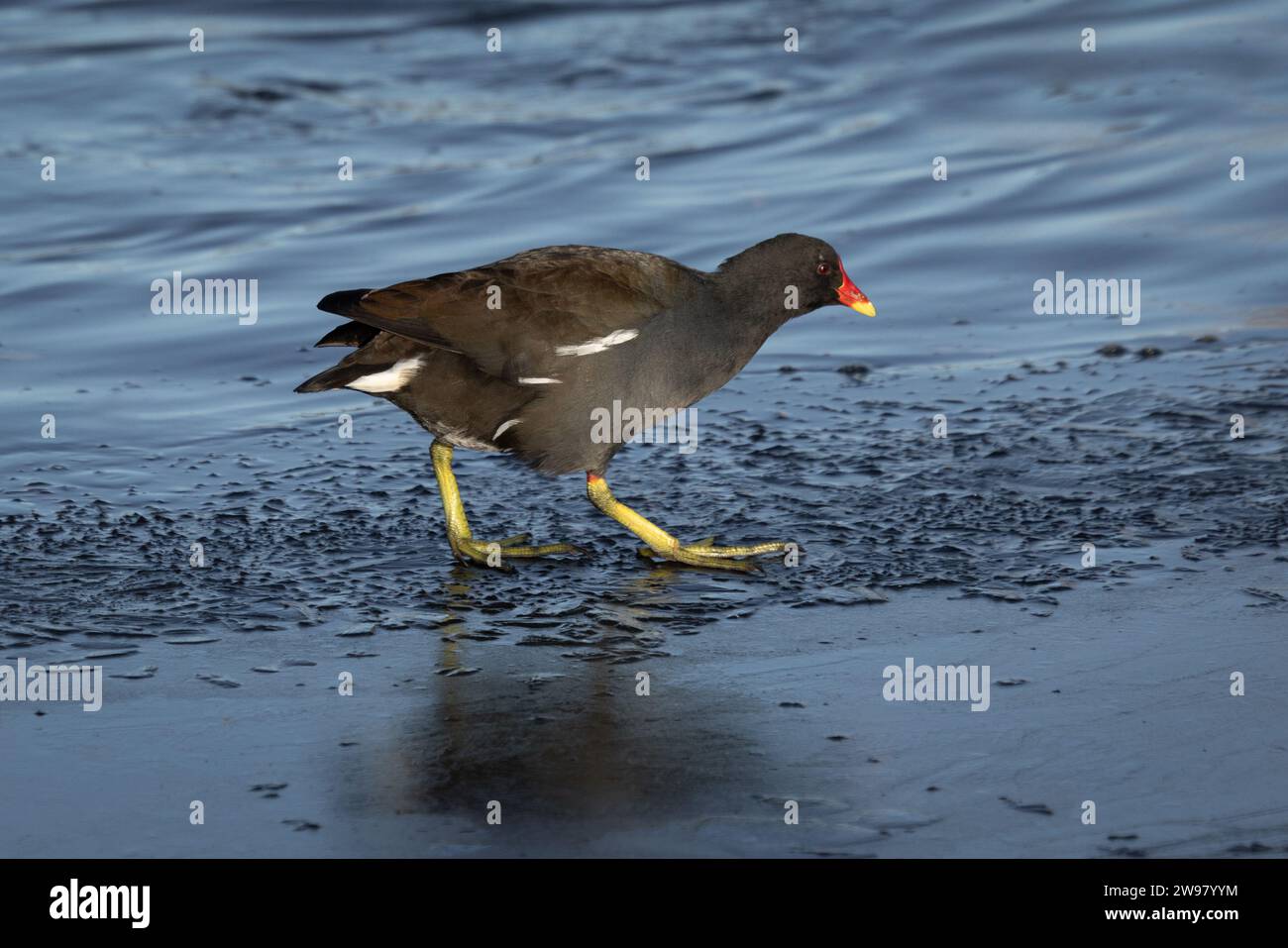 a close up of a moorhen as it walks on the ice. It shows its large feet and there is ample room for text around the subject Stock Photo