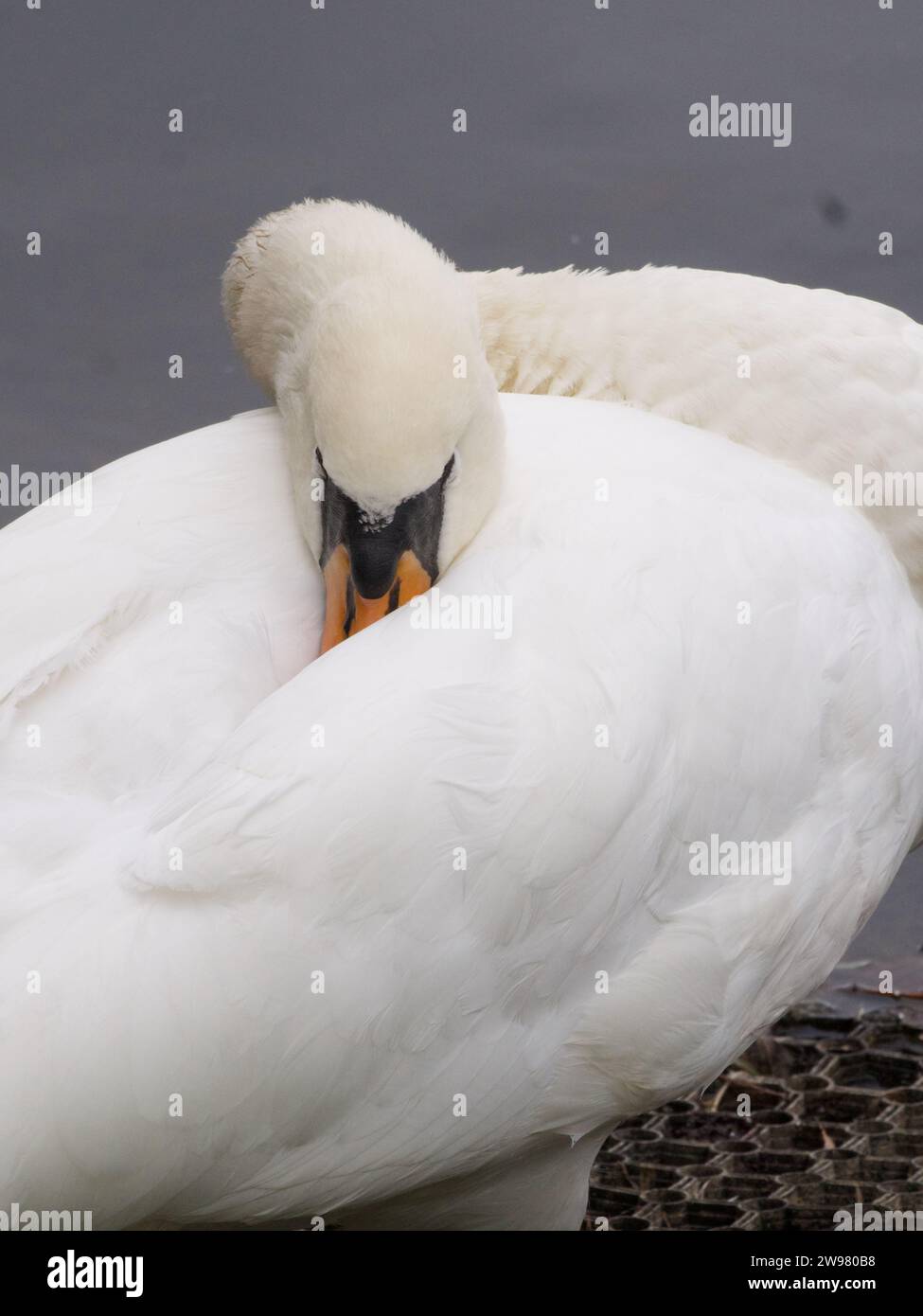 A majestic white swan with a vibrant yellow beak sits gracefully in shallow waters. Stock Photo