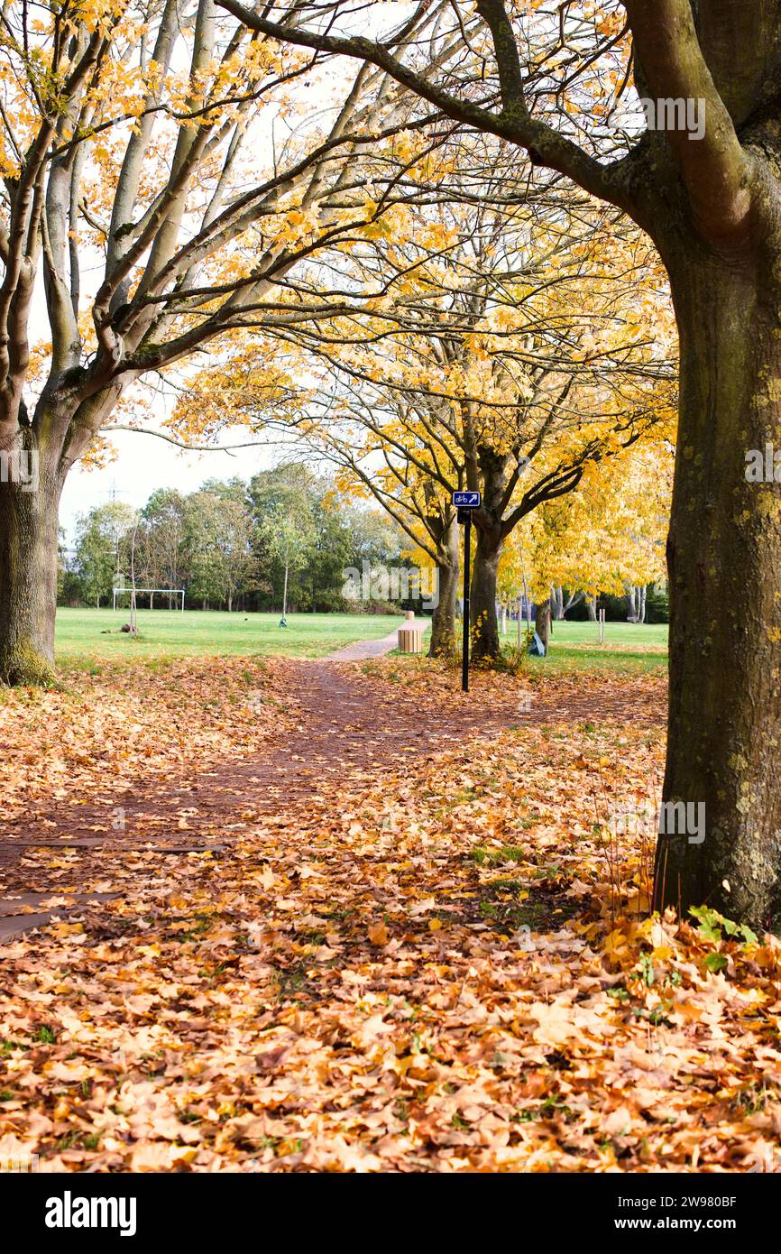 A scenic path lined with trees displaying vibrant yellow autumn foliage. Stock Photo