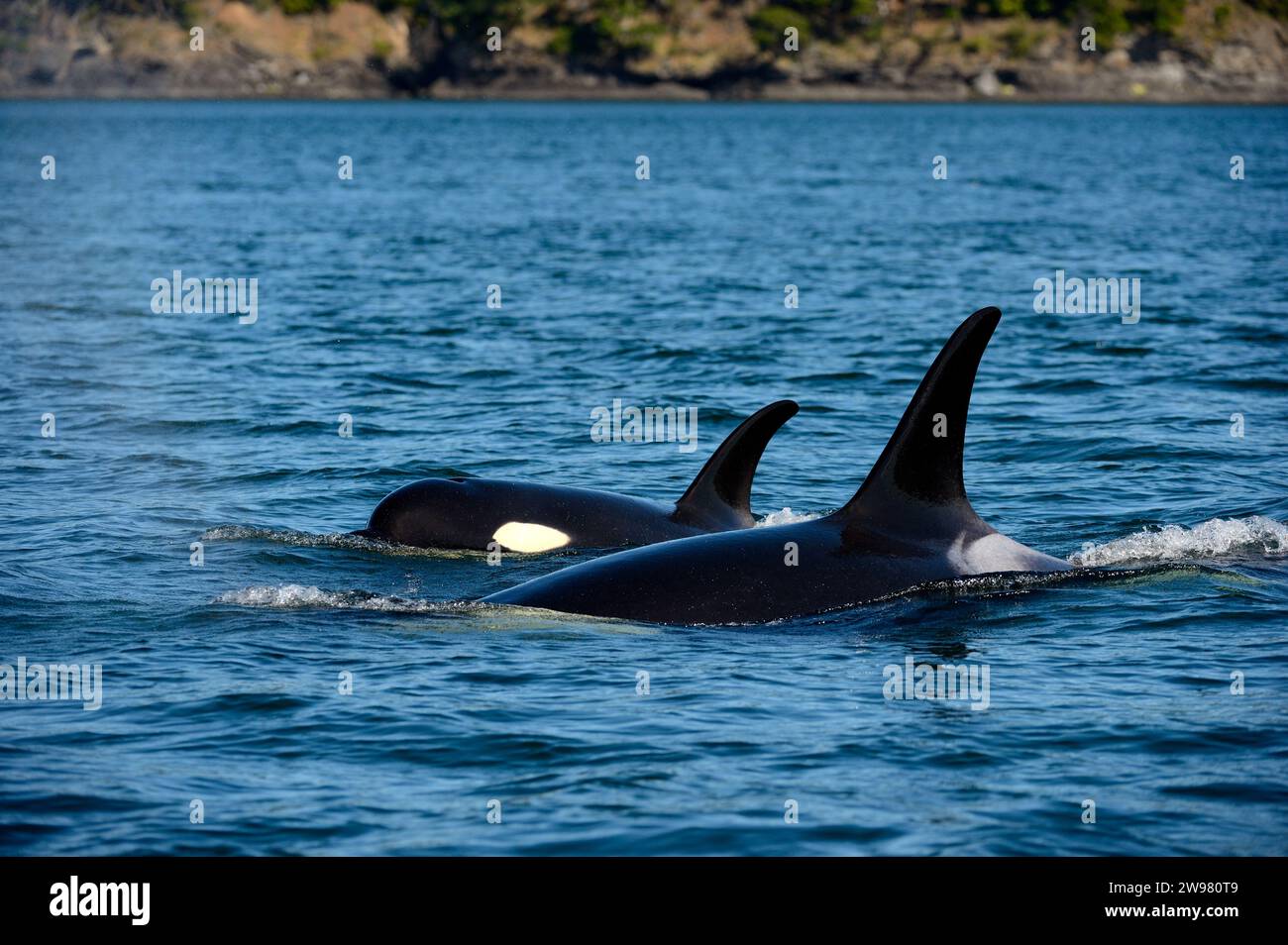 A Mom and calf orca whales, Johnstone Strait, Vancouver Island, BC Canada Stock Photo