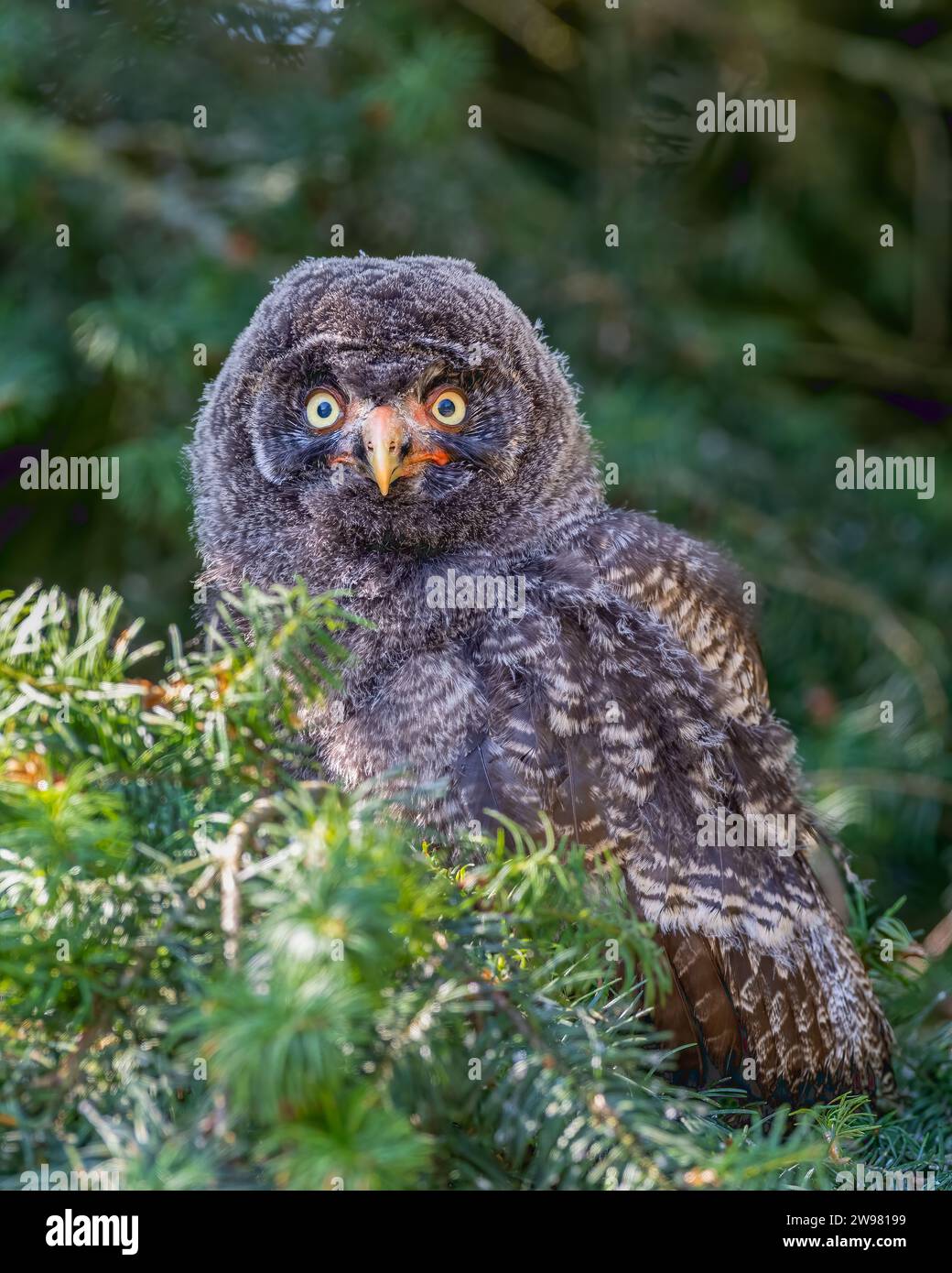 A majestic owl perched atop a tree branch surveys its surroundings with its intense gaze. Stock Photo