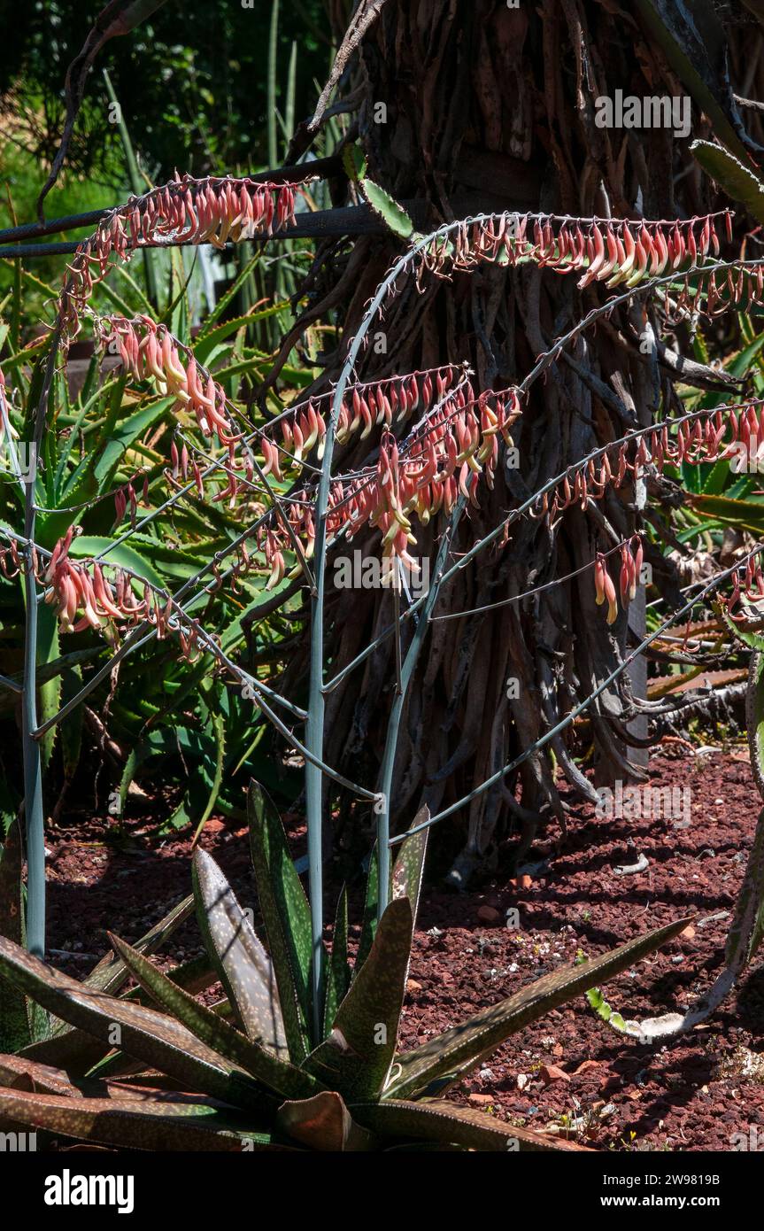 Gasteria verrucosa hi-res stock photography and images - Alamy