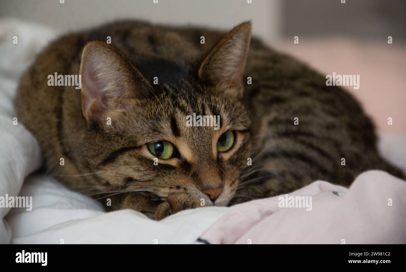 An adorable tabby cat with vibrant green eyes is lying peacefully on a comfortable bed, looking content Stock Photo