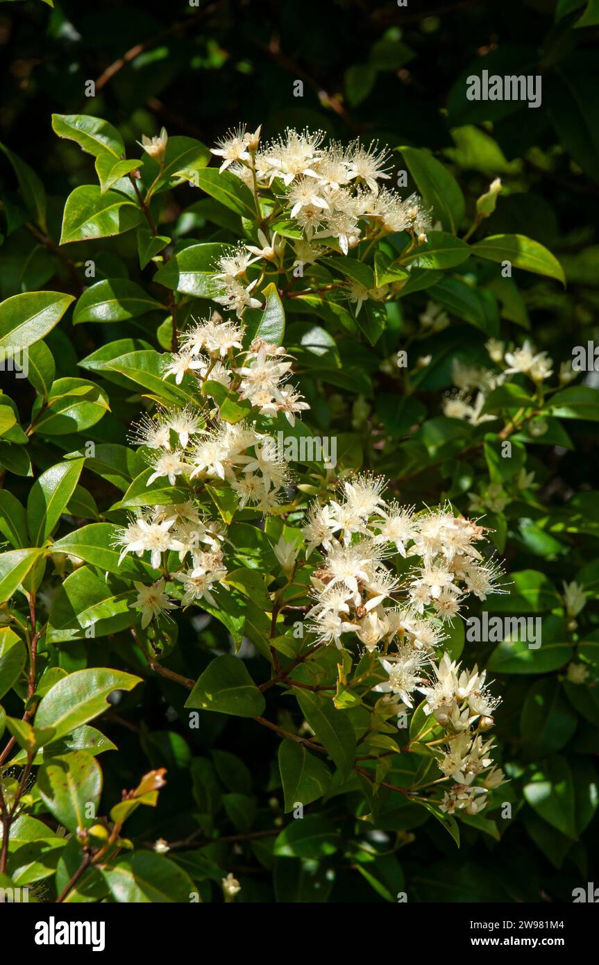 Sydney Australia, flowering backhousia myrtifolia or cinnamon myrtle native to eastern australia Stock Photo