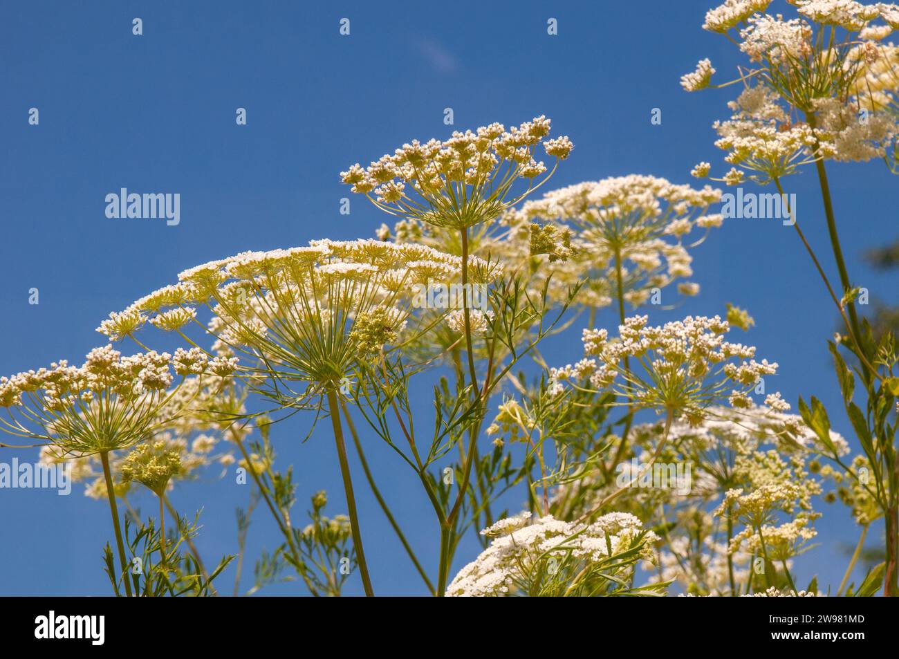 Sydney Australia, flowerheads and stems of ammi majus against blue sky Stock Photo