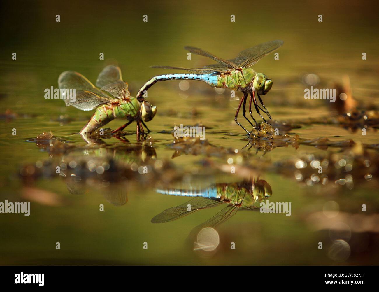 Two dragon flies mate on the surface of a pond, Newcastle, California. Stock Photo
