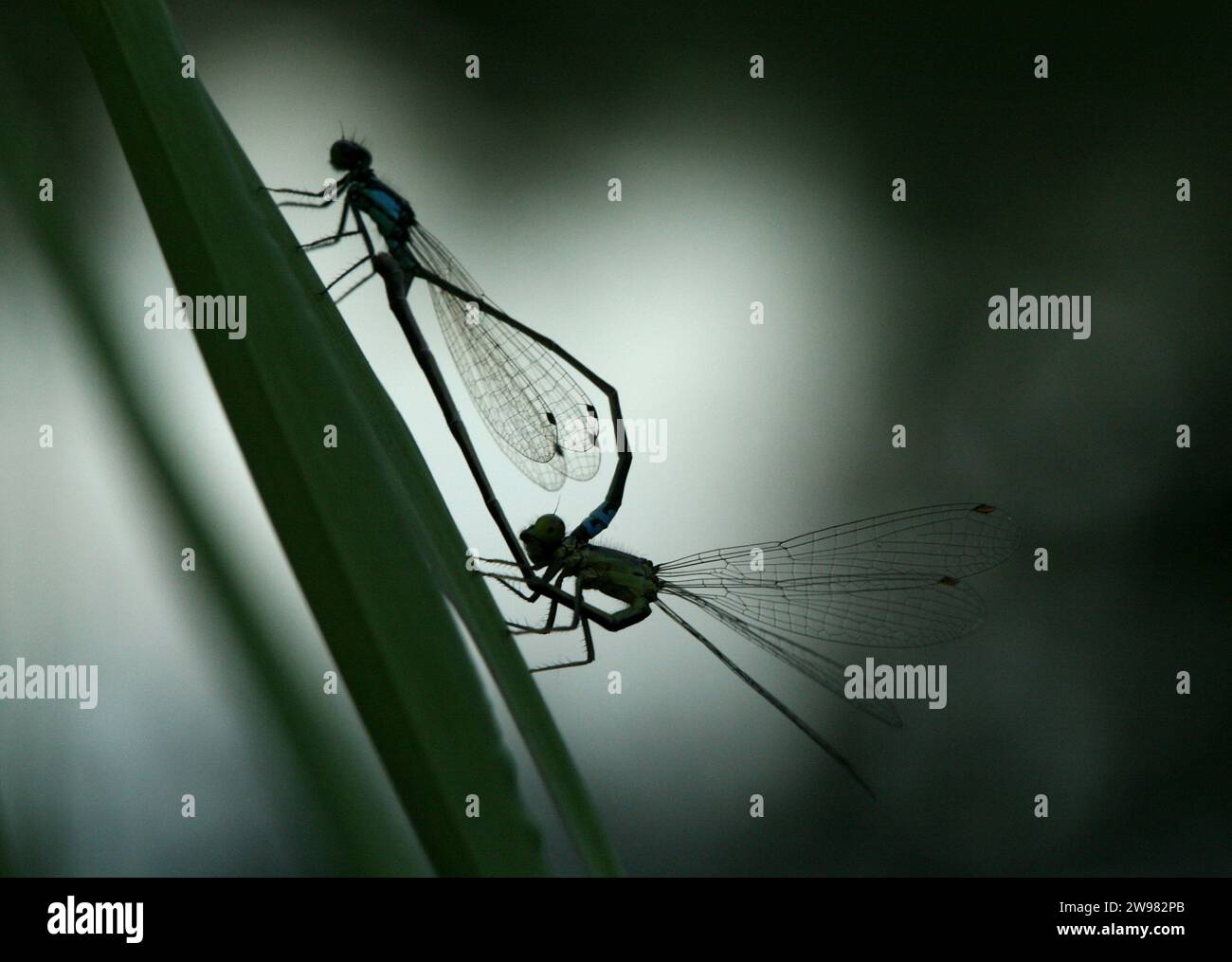 Mating damselflies silhouetted on a blade of grass, Newcastle, California. Stock Photo