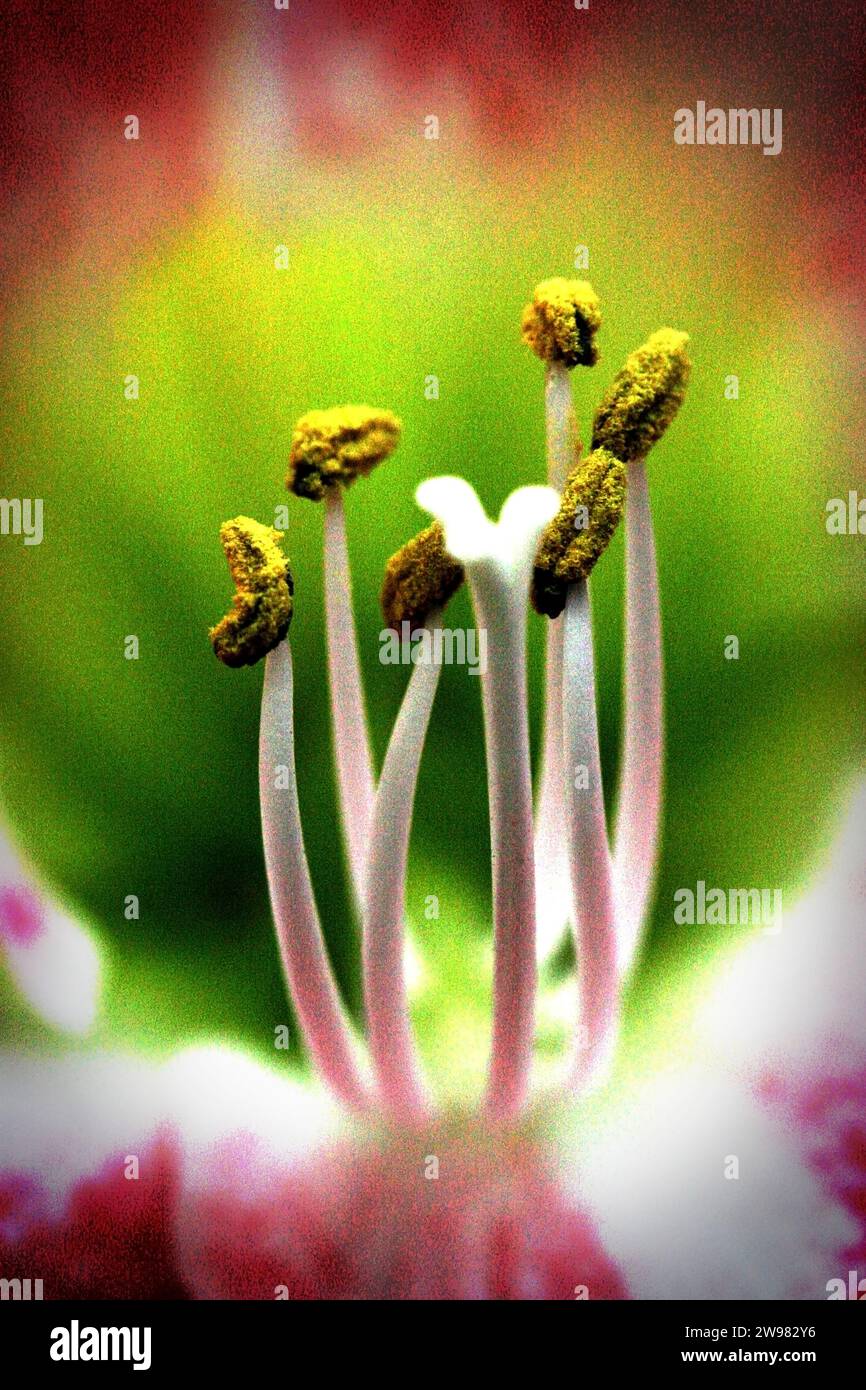 The stamens of a bulb stand out against radiant colors.  Grainy. Stock Photo