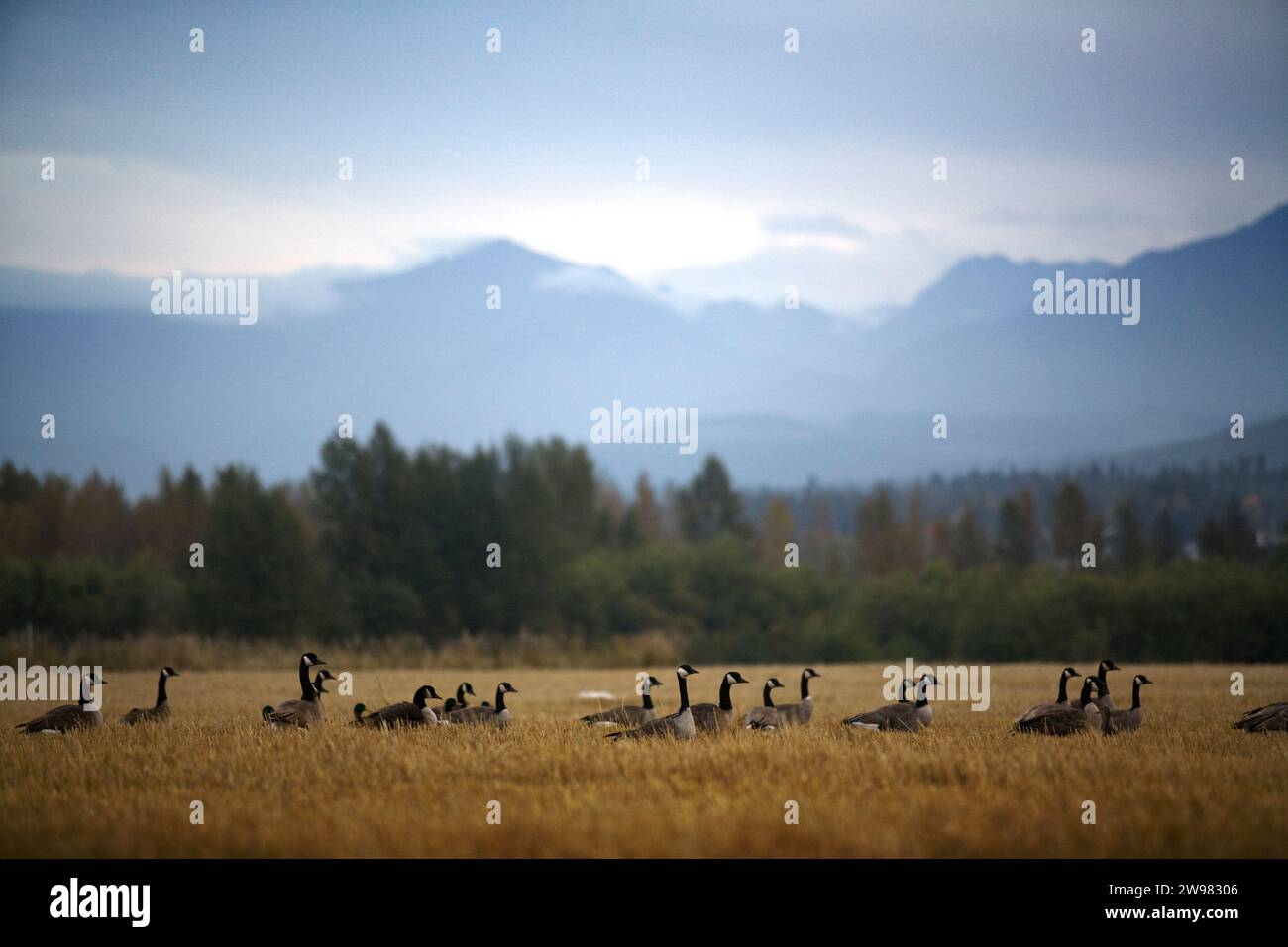 Canadian geese sit calm in a golden field at the base of the Olympic