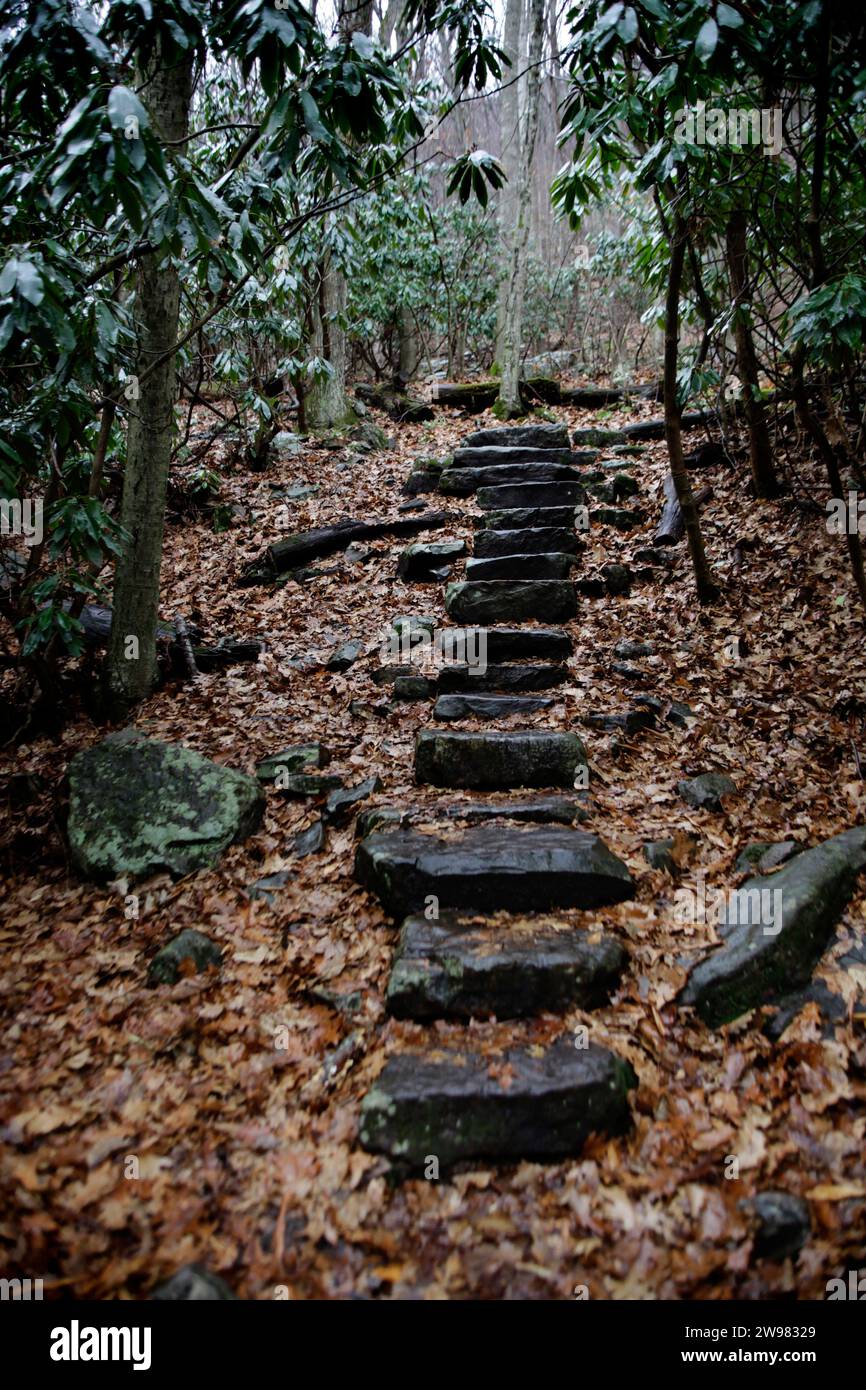 Stone steps on a trail lead through the forest in West Virginia Stock ...