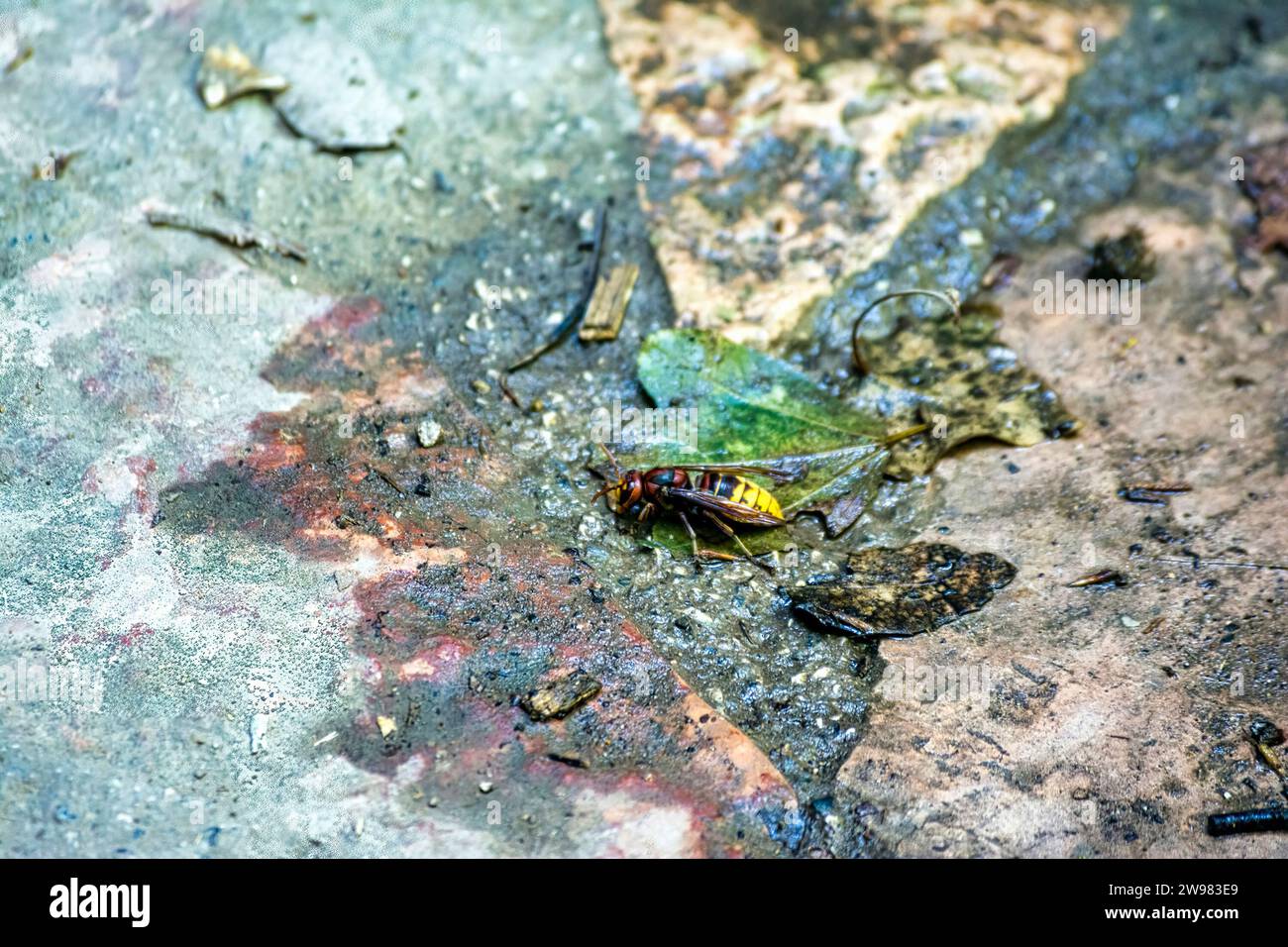 Wasp on wet surface and leaves. Greece. Stock Photo